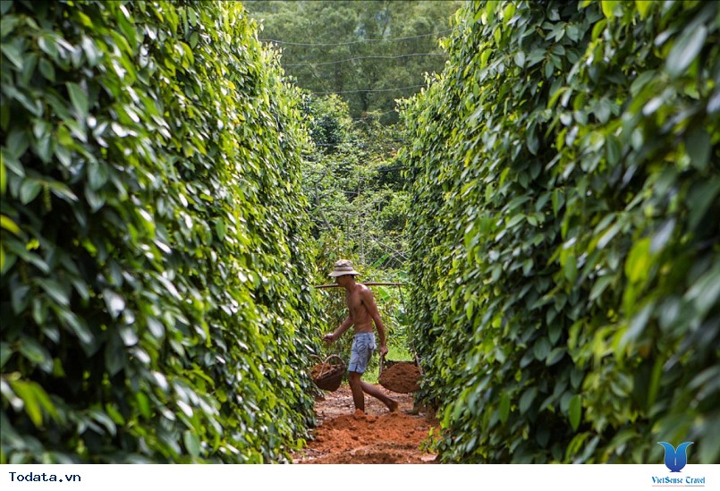 vườn Tiêu Phú Quốc